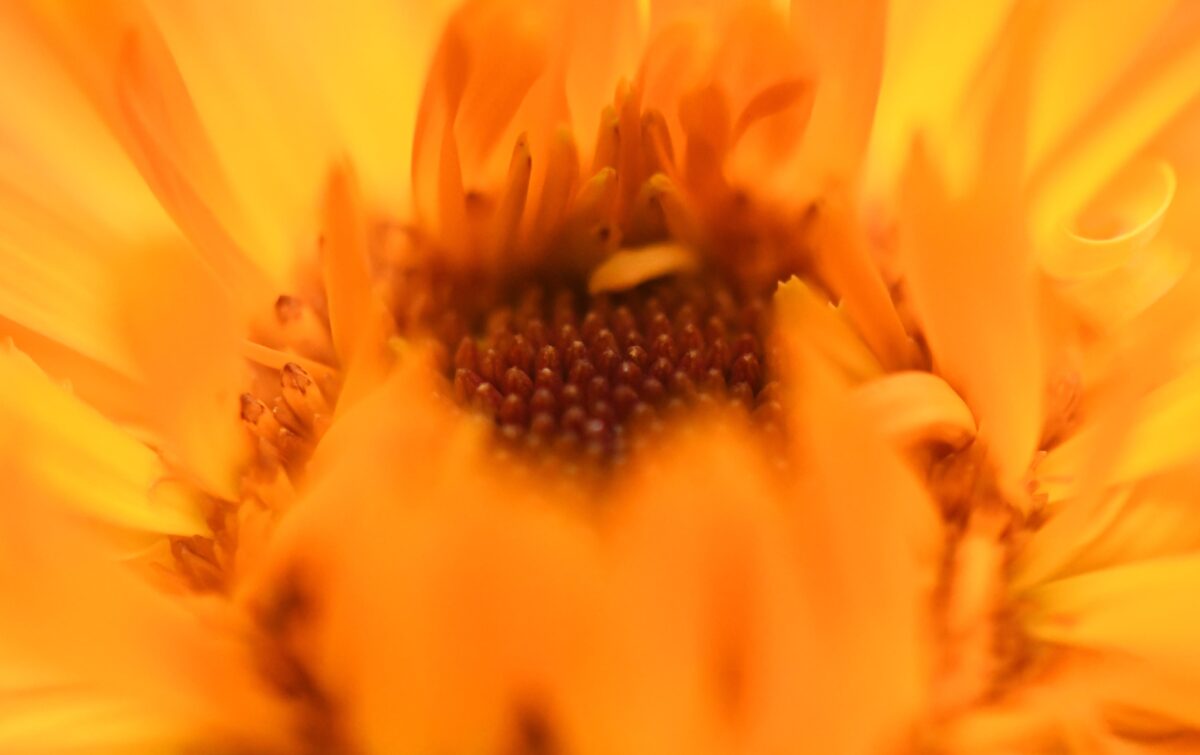 Ringelblume — Heilpflanze